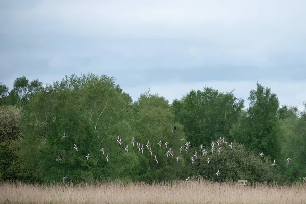 Flock Black Tailed Godwits Limosa Limosa Flight Somerset Levels Landscape — Stock Photo, Image