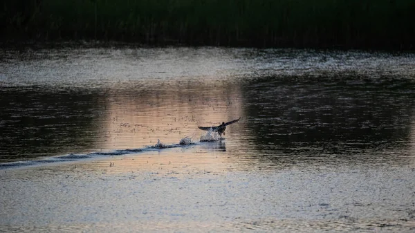 日の出の太陽の下で湖の水面を渡って走るアヒルのアヒル — ストック写真
