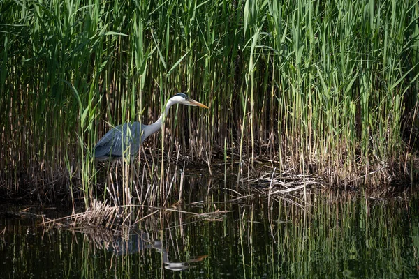 Gyönyörű Kép Szürke Heron Ardea Cinerea Keresi Élelmiszer Nád Vizes — Stock Fotó