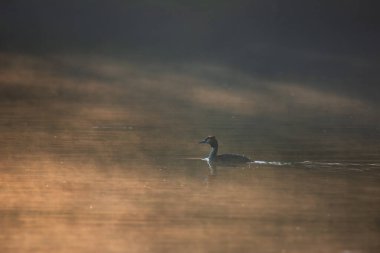 Great Crested Grebes Podiceps 'in güzel bir görüntüsü. Puslu göl yüzeyindeki çiftleşme mevsiminde.