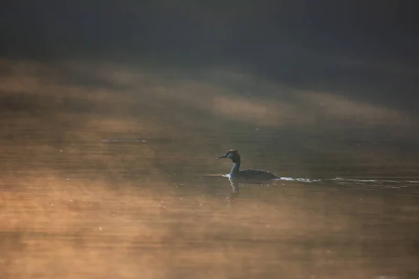 Beautiful Image Great Crested Grebes Podiceps Aristatus Mating Season Spring — Stock Photo, Image