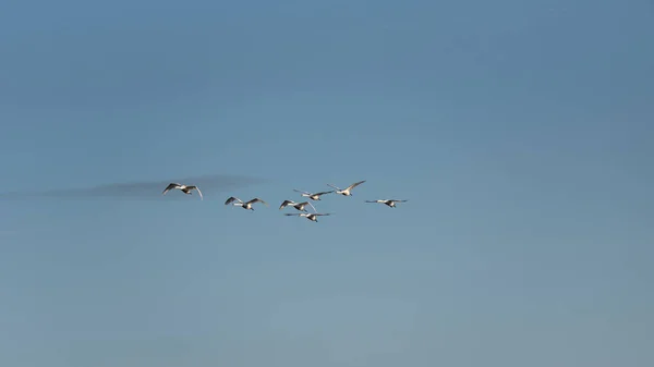 Pequeña Bandada Cisnes Mudos Cygnus Olor Vuelo Sobre Paisaje Los —  Fotos de Stock