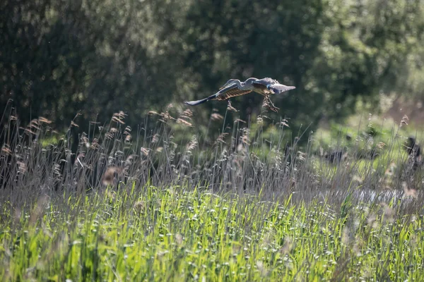 Beautiful Image Grey Heron Ardea Cinerea Flight Wetlands Landscape Spring — Stock Photo, Image