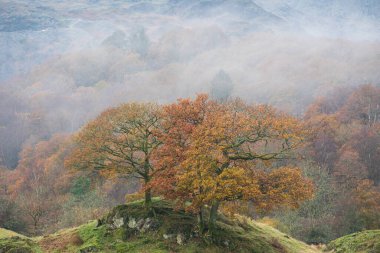 Brathay Nehri 'nin göldeki destansı sonbahar manzarası. Langdale Pikes' e doğru bakıyor. Nehir boyunca sisli ve canlı ormanlık alanlar.