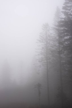 Moody Autumn Winter landscape image of thick fog in forest landscape setting