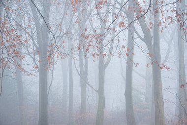 Moody Autumn Winter landscape image of thick fog in forest landscape setting