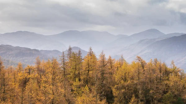 Beautiful Autumn Fall Landscape Image Golden Larch Trees Misty Mountains —  Fotos de Stock