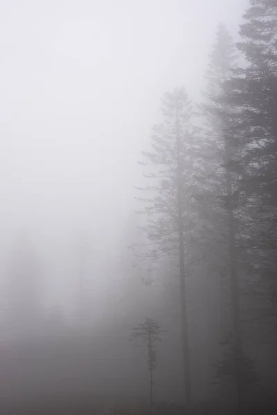 Moody Autumn Winter Landscape Image Thick Fog Forest Landscape Setting — Fotografia de Stock