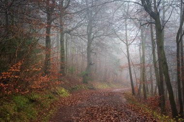 Atmospheric foggy woodland landscape image in English countryisde