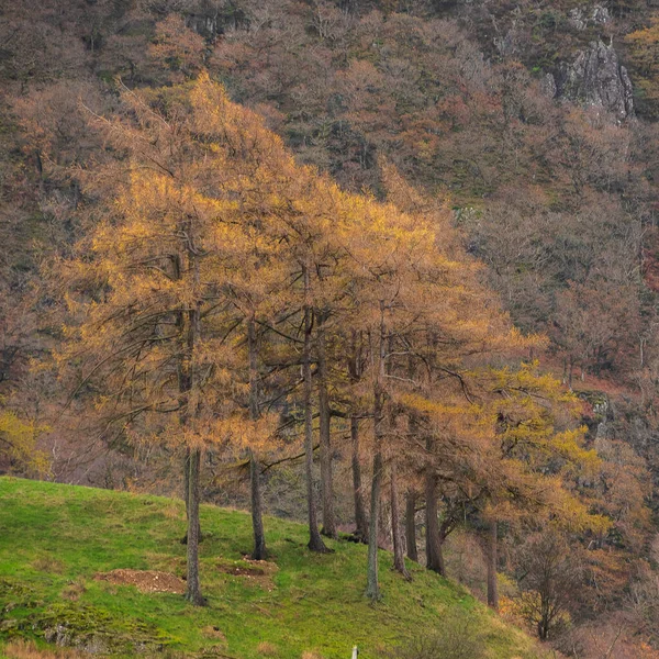 Impresionante Imagen Paisaje Otoñal Hacia Borrowdale Valley Desde Castle Crag — Foto de Stock