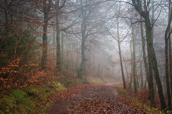 Atmospheric Foggy Woodland Landscape Image English Countryisde — Fotografia de Stock