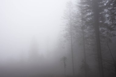 Beautiful atmospheric foggy Autumn Fall landscape in woodland in English countryside
