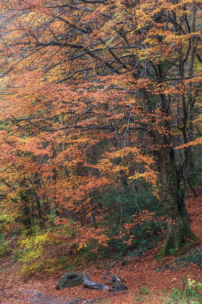 湖区多德森林的史诗般的生气勃勃的五彩缤纷的秋景形象 — 图库照片