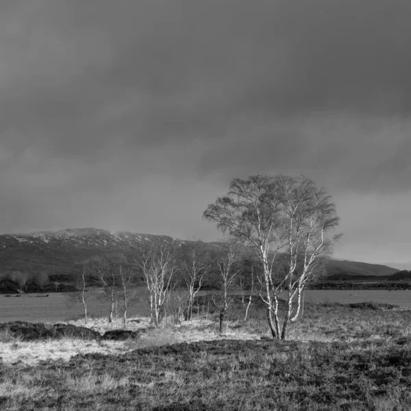 Чорно Білий Зимовий Пейзаж Драматичного Ранч Мур Шотландському Нагір — стокове фото