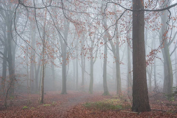 Beautiful atmospheric foggy Autumn Fall landscape in woodland in English countryside