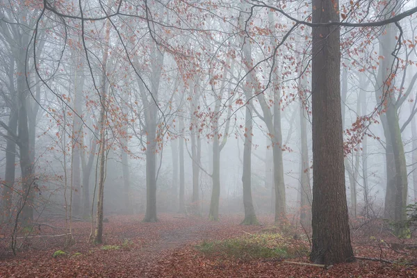 Beautiful Atmospheric Foggy Autumn Fall Landscape Woodland English Countryside — Stock Photo, Image