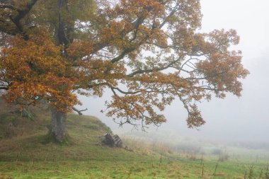 Brathay Nehri 'nin göldeki destansı sonbahar manzarası. Langdale Pikes' e doğru bakıyor. Nehir boyunca sisli ve canlı ormanlık alanlar.