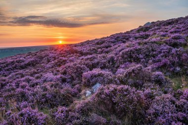 Stunning late Summer sunrise in Peak District over fields of heather in full bloom around Higger Tor and Burbage Edge