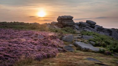 Stunning late Summer sunrise in Peak District over fields of heather in full bloom around Higger Tor and Burbage Edge