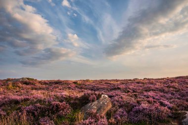 Stunning late Summer sunrise in Peak District over fields of heather in full bloom around Higger Tor and Burbage Edge