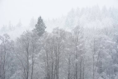 İskoçya 'daki Lomond Gölü kıyılarına kar yağarken karla kaplı ağaçların güzel basit manzarası.