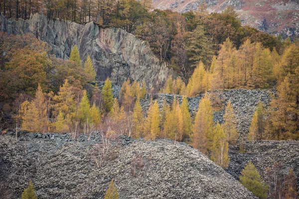 Piękny Krajobraz Modrzewi Starym Kamieniołomie Pojezierzu Jesienią — Zdjęcie stockowe
