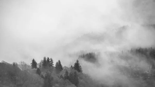 Bianco Nero Bella Nebbia Paesaggio Invernale Alla Deriva Tra Gli — Foto Stock