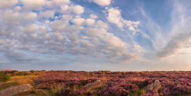 Stunning late Summer sunrise in Peak District over fields of heather in full bloom around Higger Tor and Burbage Edge