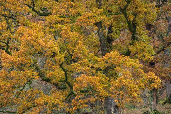 Epicki Jesienny Krajobraz Dębu Lake District Patrząc Żywym Kolorem — Zdjęcie stockowe