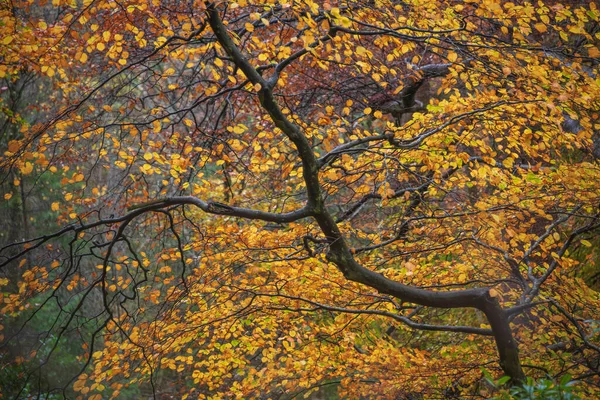 Epicki Żywy Kolorowy Jesienny Krajobraz Obrazu Dodd Woods Lake District — Zdjęcie stockowe