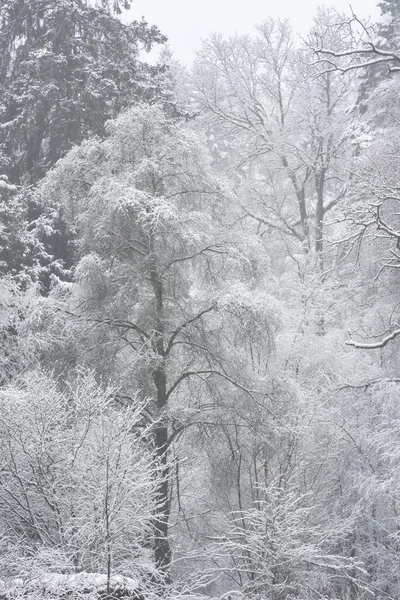 Schöne Einfache Landschaftsaufnahme Von Schneebedeckten Bäumen Während Des Winterschneefalls Ufer — Stockfoto