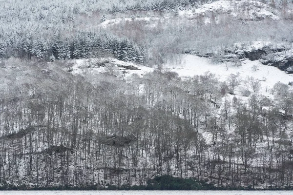 Красивое Простое Изображение Заснеженных Деревьев Время Зимнего Снегопада Берегах Озера — стоковое фото