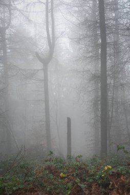 Beautiful atmospheric foggy Autumn Fall landscape in woodland in English countryside
