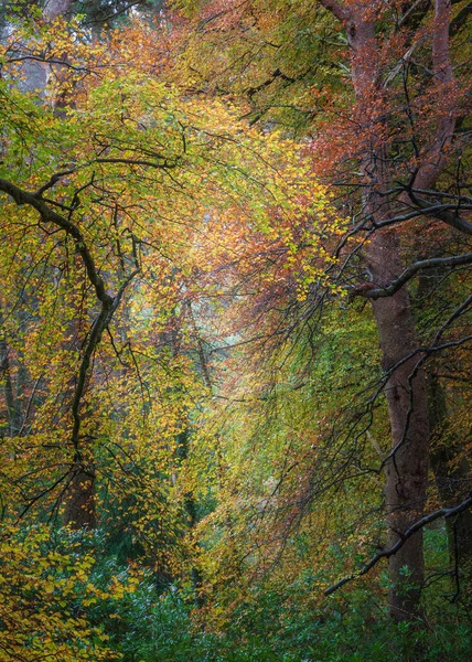 湖区多德森林的史诗般的生气勃勃的五彩缤纷的秋景形象 — 图库照片