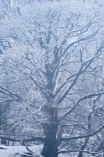 冬の雪の間の雪に覆われた木の美しいシンプルな風景スコットランドのロッホ ロンドンの海岸に落ちる — ストック写真