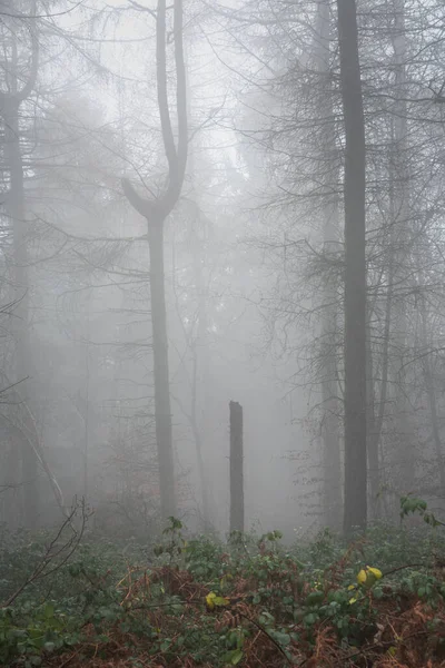 Beautiful Atmospheric Foggy Autumn Fall Landscape Woodland English Countryside — 图库照片