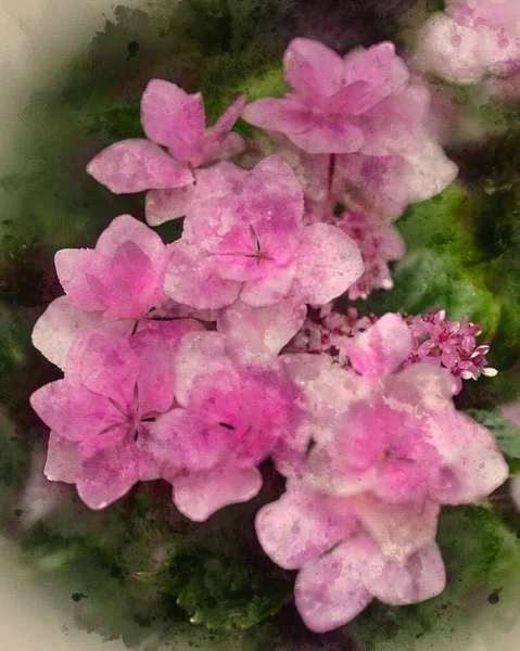 Cyfrowy Akwarelowy Obraz Piękne Zbliżenie Obraz Hydrangea Macrophylla Youmethree Mphead — Zdjęcie stockowe