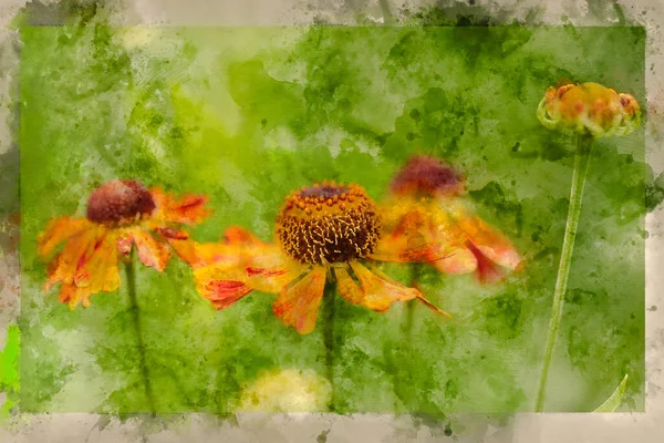 Digital Akvarell Bild Fantastisk Närbild Common Sneezeweed Helenium Autumnale Blomma — Stockfoto