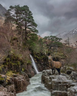 İskoç Dağları 'ndaki Etive Nehri ve Skyfall Etive Şelaleleri' nin güzel kış manzaralı kırmızı geyik resmi.