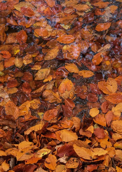 Stunning Abstract Intimate Landscape Image Vibrant Golden Beech Leaves Puddle — Fotografia de Stock