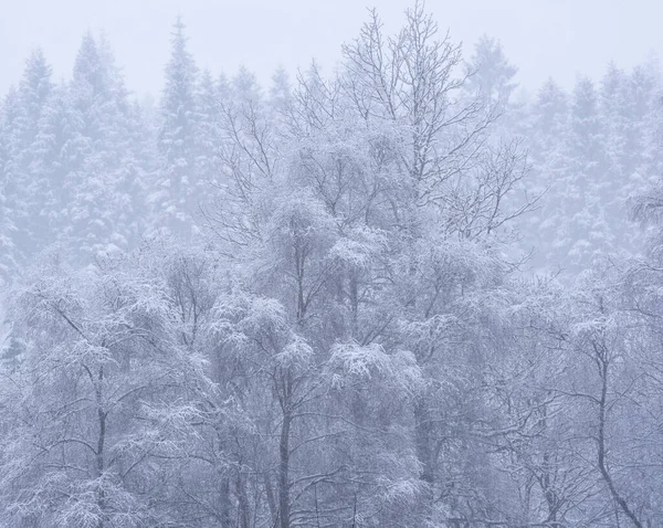 Vacker Enkel Landskapsbild Snötäckta Träd Vintern Snö Faller Stranden Loch — Stockfoto