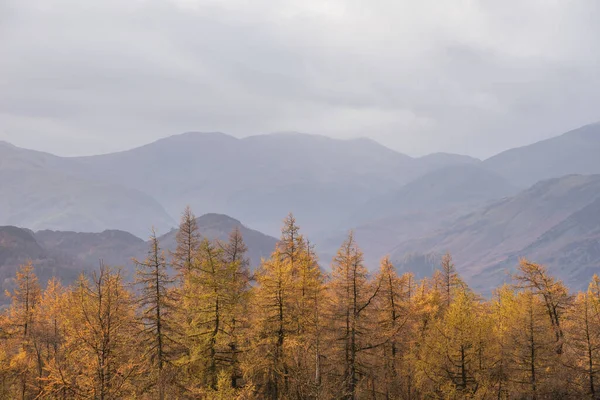 Beautiful Autumn Fall Landscape Image Golden Larch Trees Misty Mountains - Stock-foto