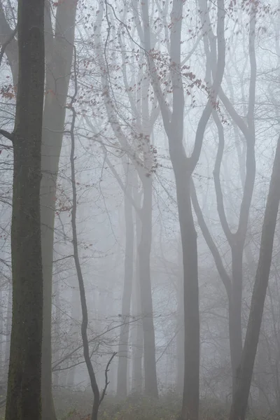 Beautiful Atmospheric Foggy Autumn Fall Landscape Woodland English Countryside — 스톡 사진