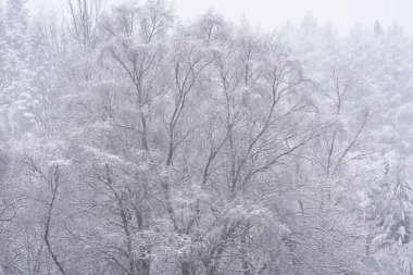 İskoçya 'daki Lomond Gölü kıyılarına kar yağarken karla kaplı ağaçların güzel basit manzarası.