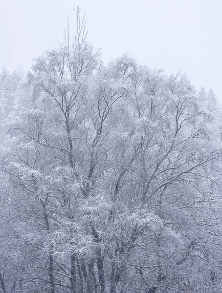 Krásná Jednoduchá Krajina Obraz Sněhem Pokryté Stromy Během Zimního Sněhu — Stock fotografie