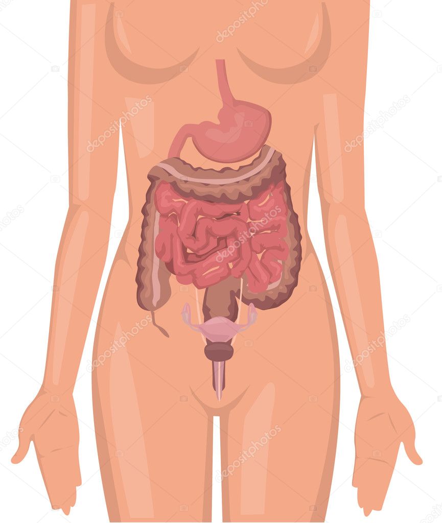 Women body digestive system illustration