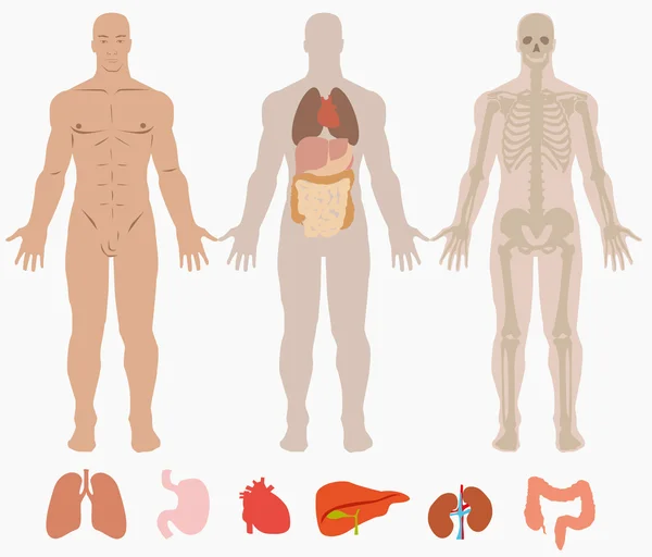 Anatomía humana de fondo del hombre — Vector de stock