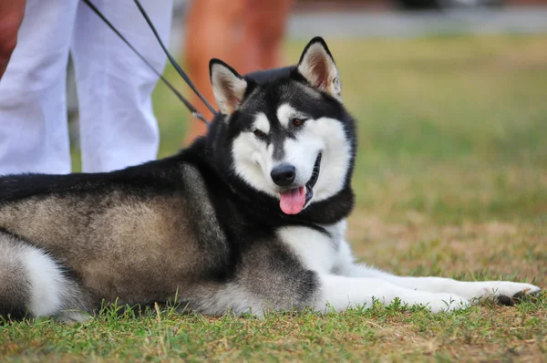 Portrait of alaskan malamut — Stock Photo, Image