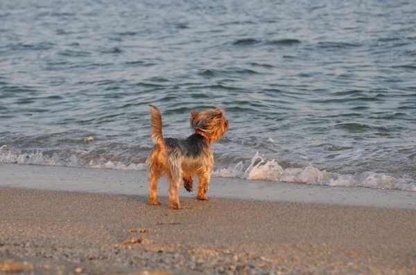 Yorkshire terrier på stranden — Stockfoto