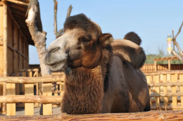 Retrato de camello mirando a la cámara —  Fotos de Stock